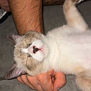 Blue participe au concours pour gagner de l'argent avec cette photo : kitten, cat, sleeping, hand, person, fur, cute, pet, animal, relaxing, comfort, closeup, domestic, whiskers, soft, tiny, pink, nose, paw, resting