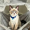 Blue participe au concours pour gagner de l'argent avec cette photo : kitten, cat, blue_eyes, collar, blue_collar, cat_hammock, plush, soft_texture, indoor, pet, curious, young_cat, feline, animal, cute, small, fur, ears, whiskers, sitting