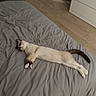 Blue a rejoint le concours — aidez-le/la à gagner de superbes lots ! cat, bed, gray_bedspread, sleeping, relaxed, indoor, wooden_floor, furniture, dresser, door, curtain, tail, paw, animal, pet, cozy, peaceful, resting, light, home