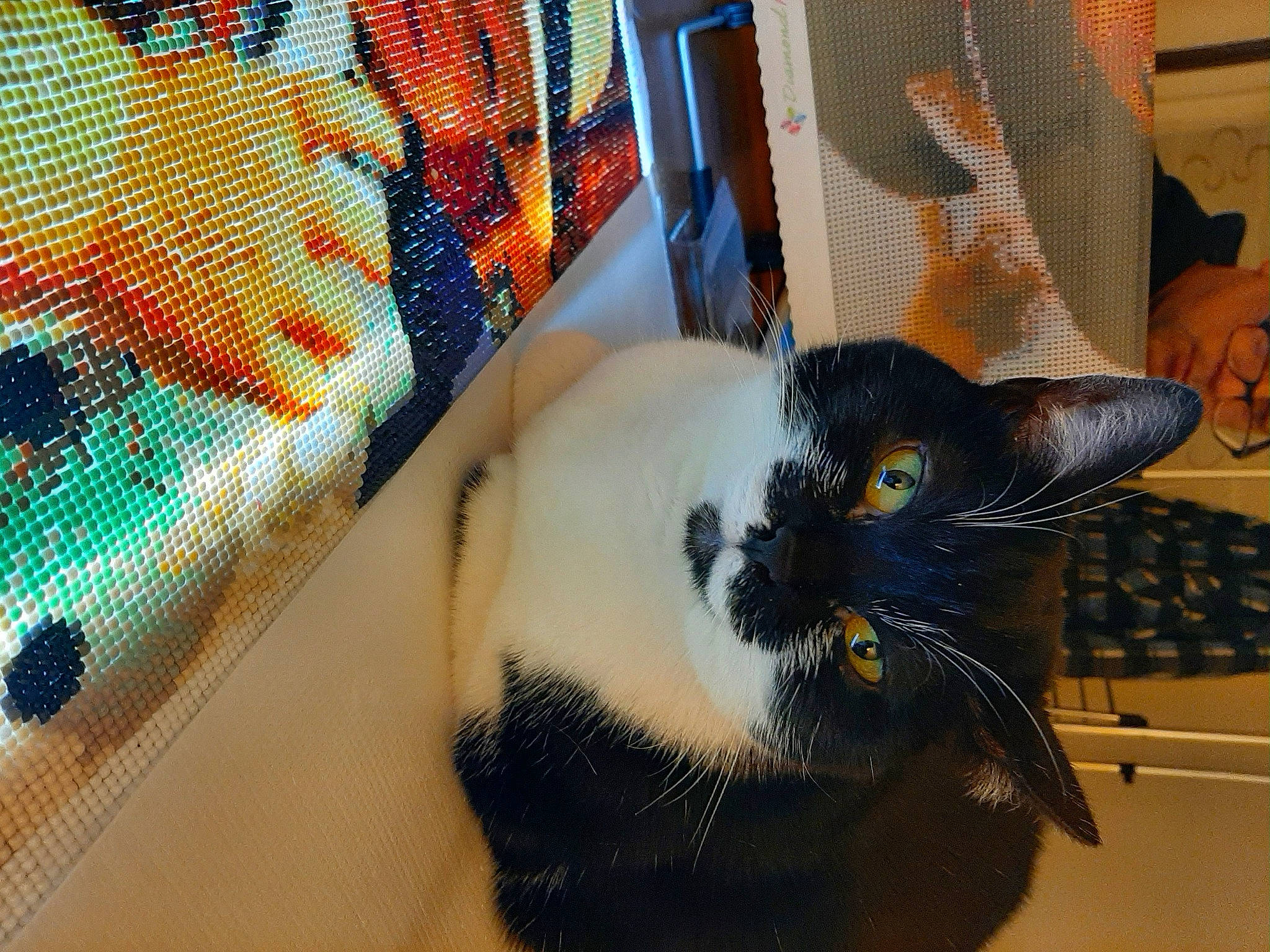 Canelle a rejoint le concours — aidez-le/la à gagner de superbes lots ! animal_shelter, cage, carnivore, cat, cat_supply, comfort, domestic_short_haired_cat, felidae, fur, linens, pattern, paw, pet_supply, room, small_to_medium_sized_cats, snout, tail, textile, whiskers, window