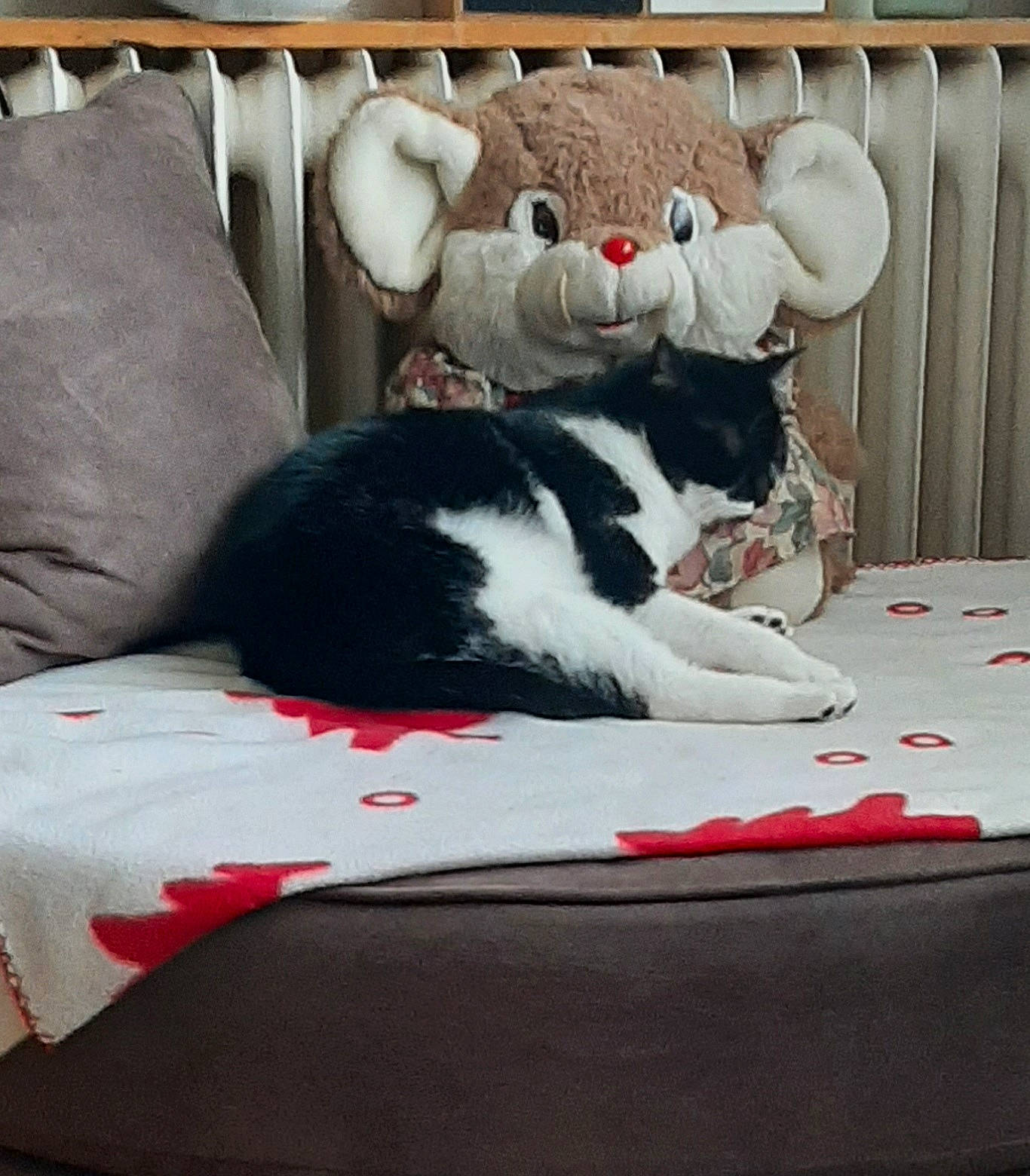 Canelle participe au concours pour gagner de l'argent avec cette photo : bed, bed_sheet, bedding, carmine, carnivore, cat, comfort, companion_dog, couch, domestic_short_haired_cat, felidae, fur, linens, room, small_to_medium_sized_cats, sporting_group, table, tail, tree, whiskers