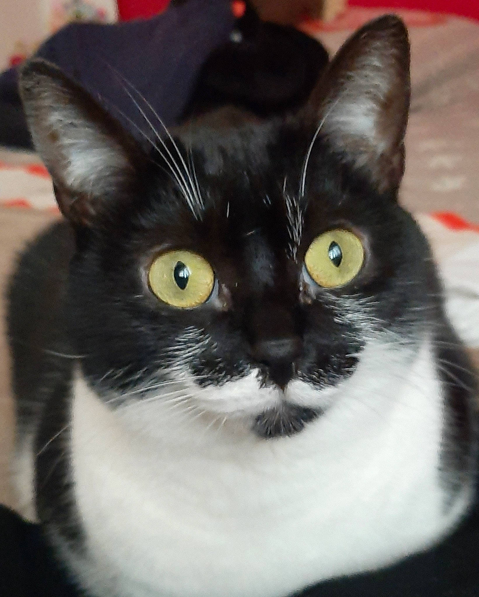 Canelle a rejoint le concours — aidez-le/la à gagner de superbes lots ! black_cat, carnivore, cat, close_up, domestic_short_haired_cat, felidae, fur, monochrome_photography, small_to_medium_sized_cats, snout, terrestrial_animal, whiskers, window