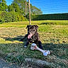 animal, black_dog, blue_sky, bone_toy, canine, daytime, dog, fence, grass, happy, hedge, leisure, mammal, nature, outdoor, pet, playful, resting, sunny, tongue_out