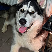 Diesel a rejoint le concours — aidez-le/la à gagner de superbes lots ! dog, siberian_husky, tongue_out, happy, pet, animal, indoor, floor, tile, radiator, table, fur, ears, eyes, canine, companion, playful, smiling, mammal, house