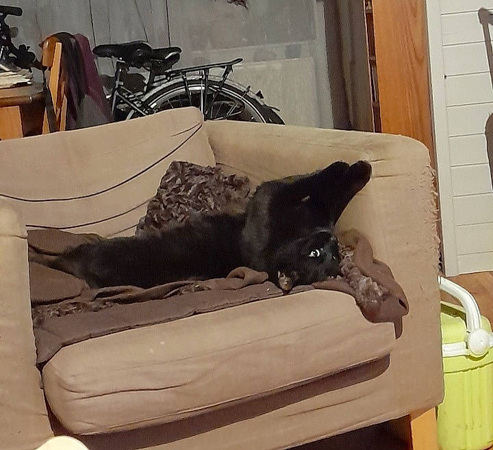 Spoon a rejoint le concours — aidez-le/la à gagner de superbes lots ! canidae, carnivore, comfort, companion_dog, couch, dog, dog_breed, felidae, flooring, furniture, grey, hardwood, linens, living_room, small_to_medium_sized_cats, sofa_bed, sporting_group, studio_couch, tail, wood