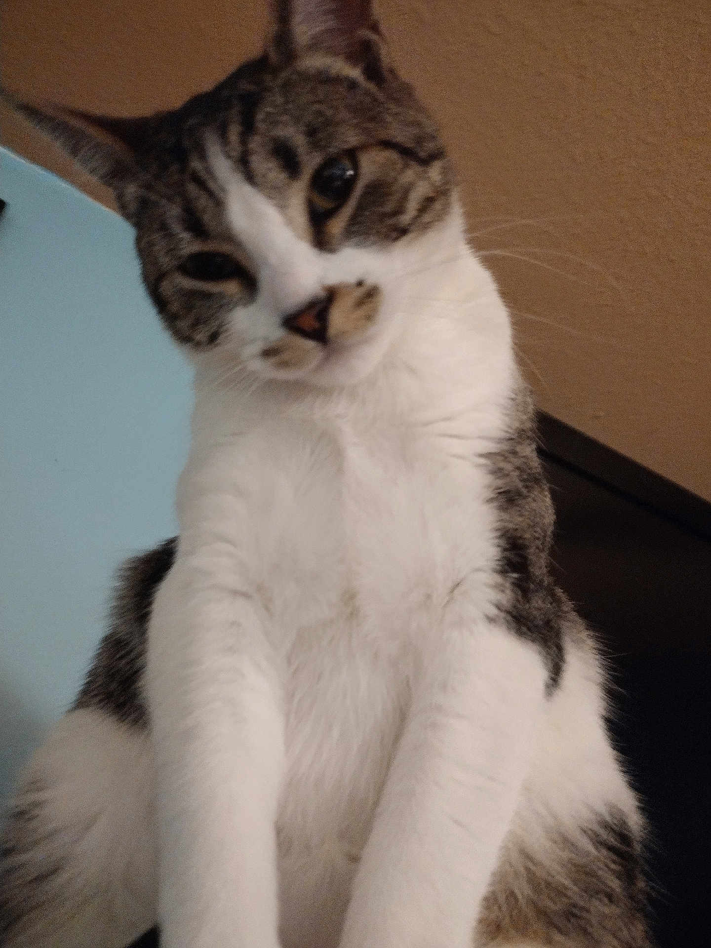 Gia