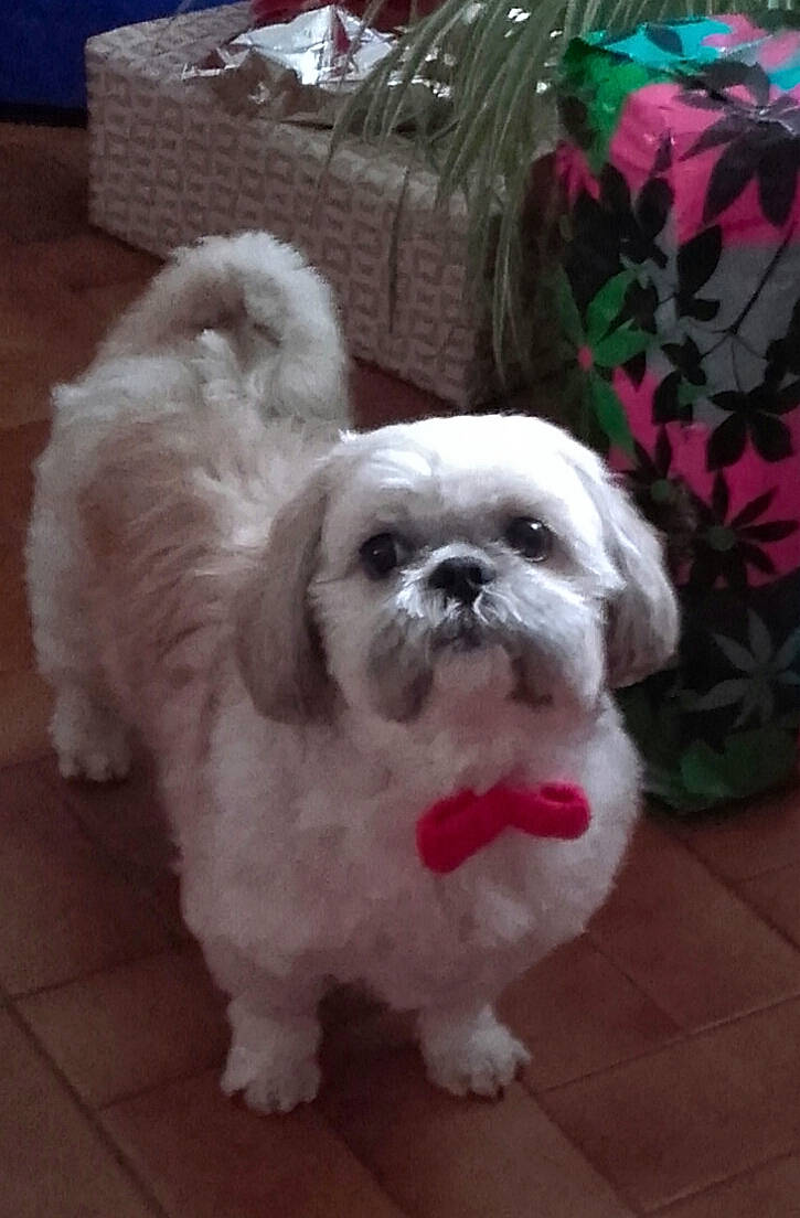 Gawa participe au concours pour gagner de l'argent avec cette photo : ancient_dog_breeds, canidae, carnivore, companion_dog, dog, dog_breed, dog_supply, fawn, fur, maltepoo, non_sporting_group, pekapoo, rose, shih_tzu, small_terrier, snout, sporting_group, terrier, toy_dog, working_animal