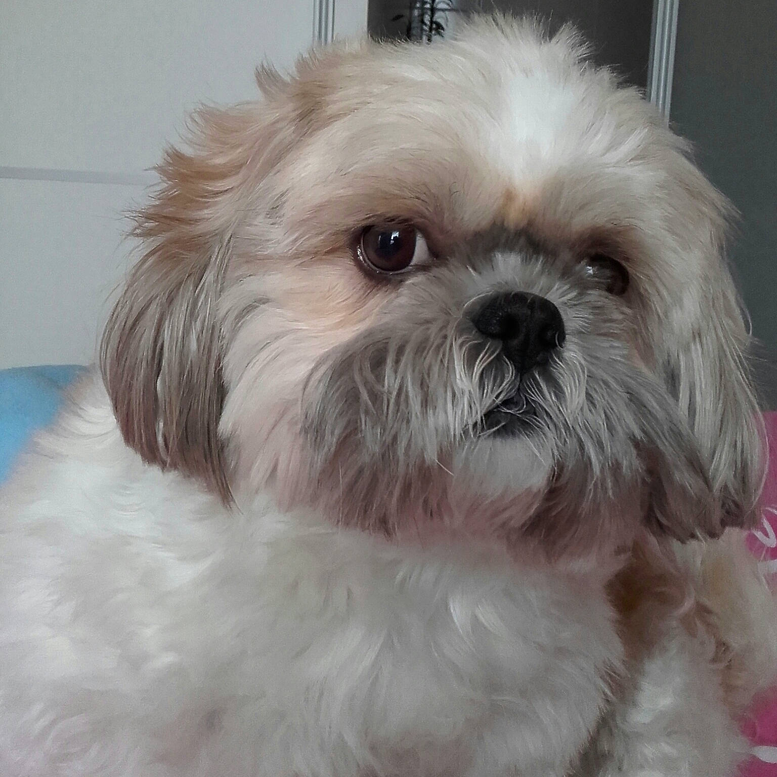 Gawa a rejoint le concours — aidez-le/la à gagner de superbes lots ! canidae, carnivore, companion_dog, dog, dog_breed, eye, fawn, fur, head, liver, mal_shi, puppy, shih_poo, shih_tzu, small_terrier, snout, sporting_group, terrier, toy_dog, working_animal