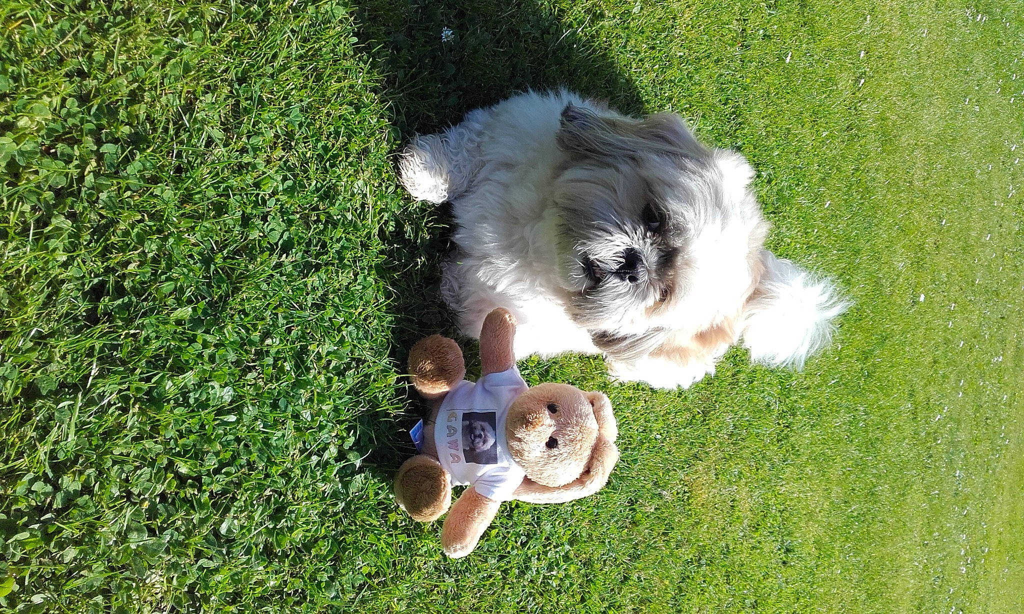 Gawa a rejoint le concours — aidez-le/la à gagner de superbes lots ! ball, canidae, carnivore, companion_dog, dog, dog_breed, dog_supply, grass, groundcover, happy, lawn, maltepoo, people_in_nature, plant, snout, sporting_group, tail, terrier, toy_dog, working_animal