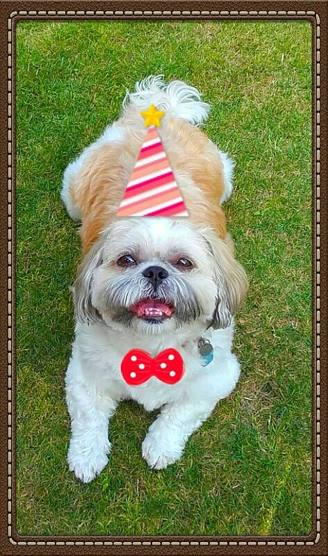 Gawa a rejoint le concours — aidez-le/la à gagner de superbes lots ! carnivore, companion_dog, dog, dog_breed, dog_clothes, dog_collar, dog_supply, fawn, fur, grass, liver, pet_supply, rectangle, shih_tzu, small_terrier, snout, sporting_group, terrier, toy_dog, working_animal