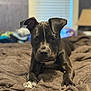 animal, background_blur, bed, black_dog, blanket, blinds, brown, close_up, cozy, dog, ears, focused, front_paws, indoor, lying_down, pet, relaxed, soft_texture, white_markings, window