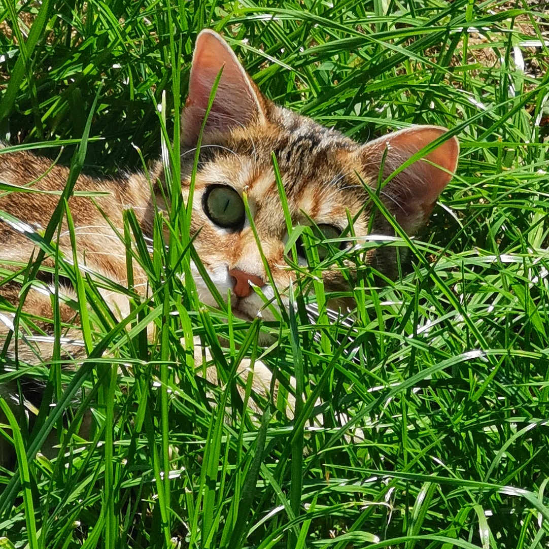 Taïga participe au concours pour gagner de l'argent avec cette photo : animal, cat, face, field, grass, grassland, green, head, herbal, herbs, kitten, lawn, nature, outdoors, person, pet, photography, plant, soil, vegetation