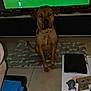 animal, blanket, brown_dog, calendar, cozy, dog, floor, furniture, home, indoor, living_room, pet, rug, soccer, sports, table, tablet, television, tile_floor, watching_tv