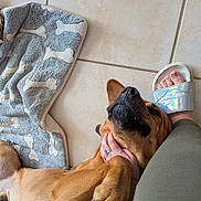 Sahkyo a rejoint le concours — aidez-le/la à gagner de superbes lots ! dog, brown_dog, tile_floor, dog_bed, bones_pattern, hand, person, footwear, sandal, paw, pet, relaxing, indoor, cozy, affection, casual_clothing, animal, companion, resting, cute