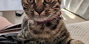 Cacahuète a rejoint le concours — aidez-le/la à gagner de superbes lots ! animal, black_cloth, cat, closeup, collar, curious, cute, domestic, eyes, fur, furniture, home, indoor, kitten, mammal, pet, portrait, sitting, tabby, whiskers