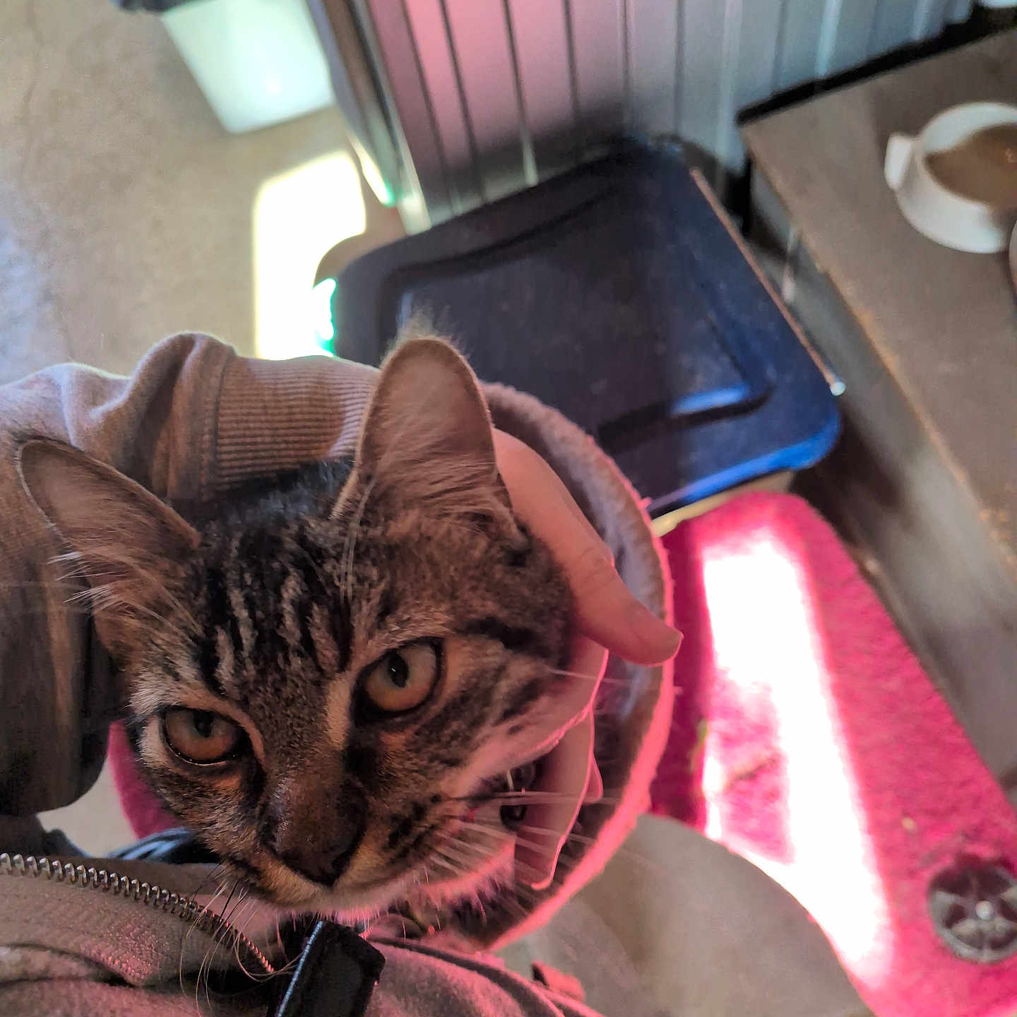 Cacahuète a rejoint le concours — aidez-le/la à gagner de superbes lots ! animal, cat, close_up, container, cozy, curious, domestic_cat, face, feline, floor, hand, holding, hoodie, household, indoor, mat, person, pet, tabby_cat, whiskers