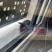 Cacahuète participe au concours pour gagner de l'argent avec cette photo : cat, tabby, balcony, window, glass, reflection, outdoor, resting, feline, pet, ledges, door, modern, pattern, shadow, daylight, quiet, relaxing, animal, home