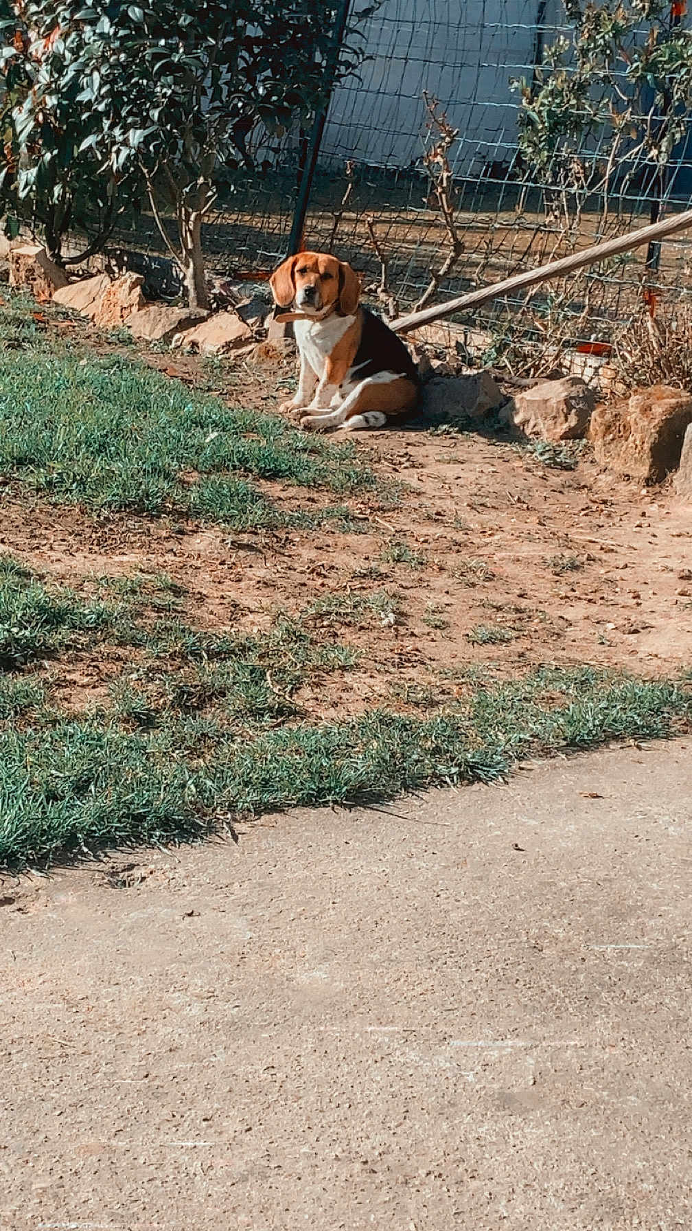 Sally a rejoint le concours — aidez-le/la à gagner de superbes lots ! dog, beagle, outdoor, grass, dirt, fence, garden, sunny, pet, animal, sitting, leash, nature, canine, daylight, brown, white, black, collar, quiet