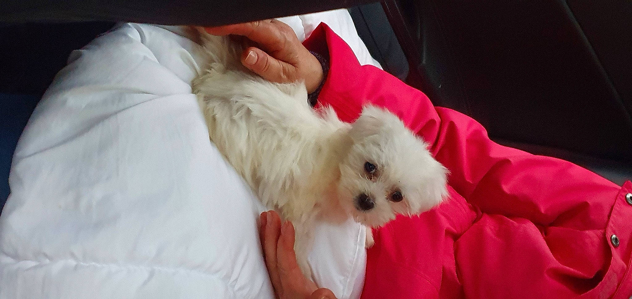 Sushi participe au concours pour gagner de l'argent avec cette photo : bichon, canidae, carnivore, comfort, companion_dog, dog, dog_breed, fur, labradoodle, maltepoo, non_sporting_group, poodle_crossbreed, puppy, puppy_love, small_terrier, snout, sporting_group, stuffed_toy, terrier, toy_dog