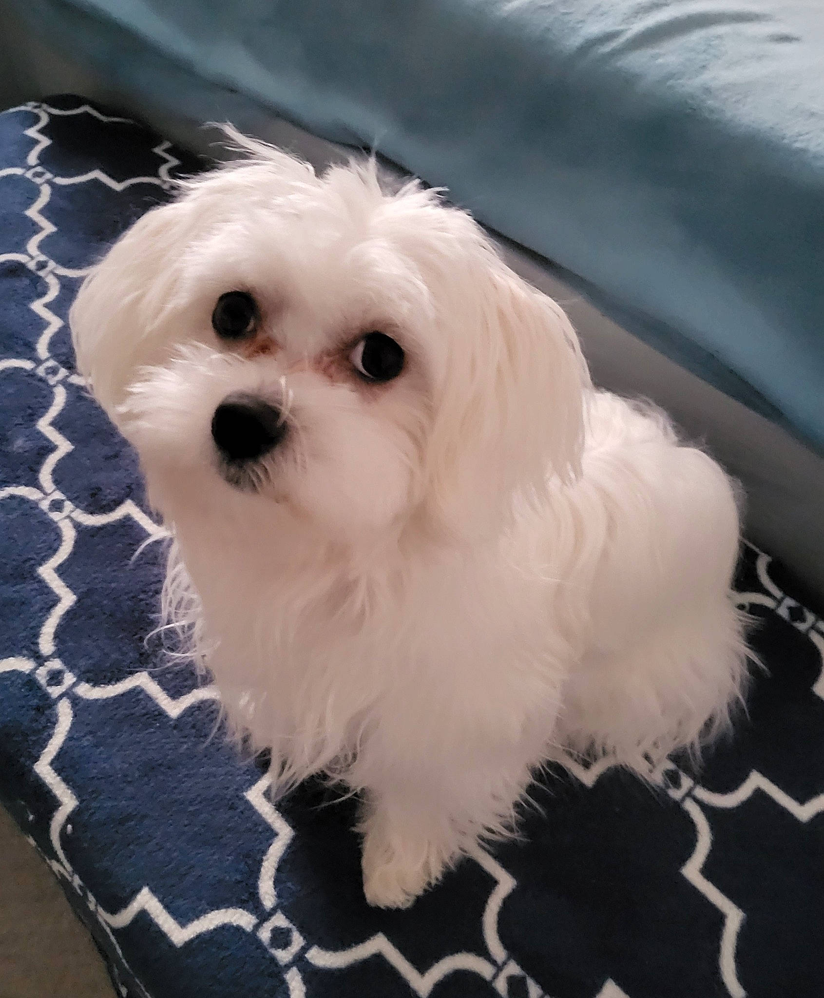 Sushi a rejoint le concours — aidez-le/la à gagner de superbes lots ! canidae, carnivore, companion_dog, dog, dog_breed, eye, fur, hair, head, mal_shi, maltepoo, non_sporting_group, shih_poo, snout, sporting_group, terrier, toy_dog, water_dog, whiskers, working_animal