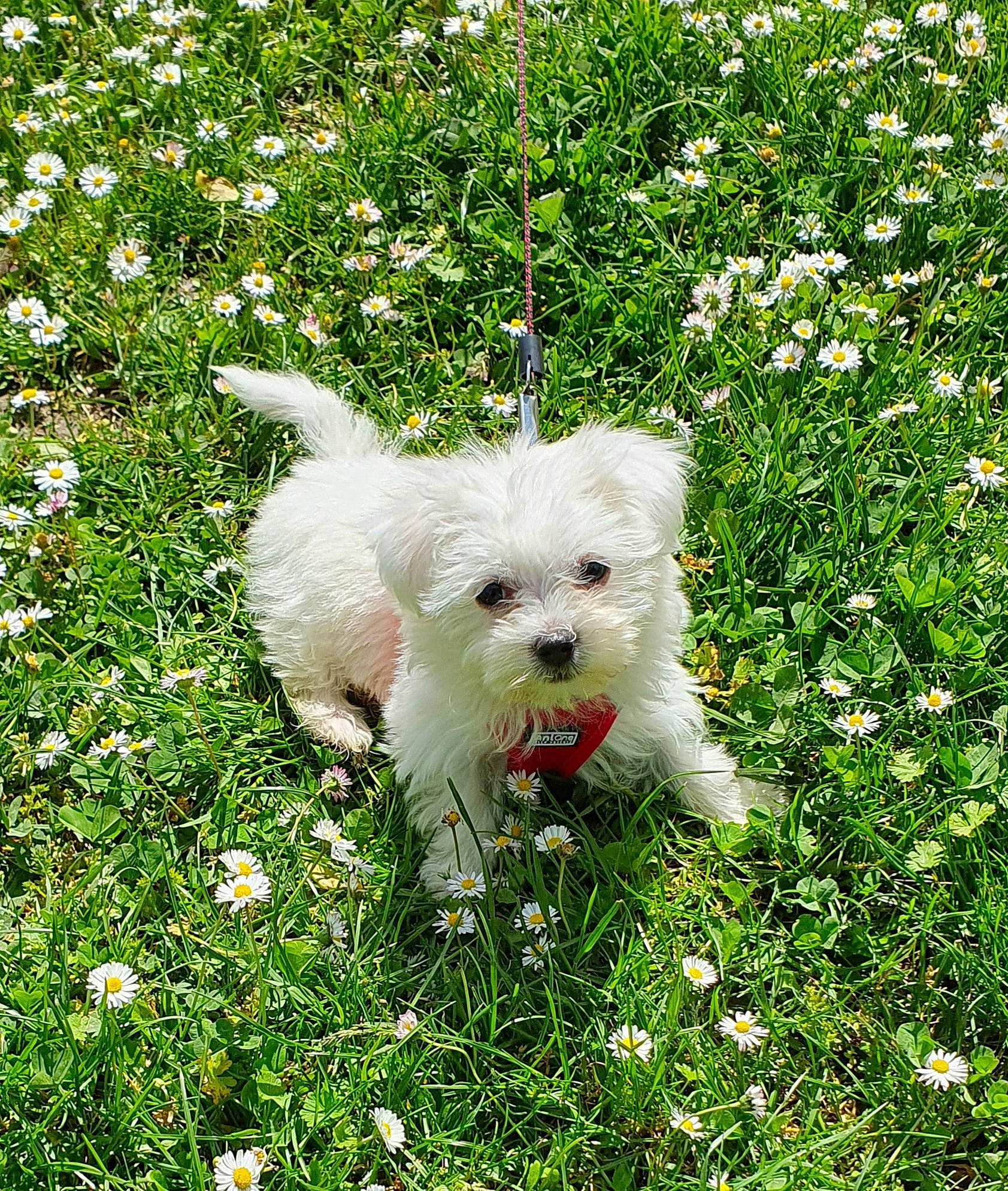 Sushi a rejoint le concours — aidez-le/la à gagner de superbes lots ! canidae, carnivore, companion_dog, dog, dog_breed, flower, grass, groundcover, maltepoo, people_in_nature, petal, plant, shrub, small_terrier, sporting_group, spring, terrier, toy_dog, water_dog, working_animal