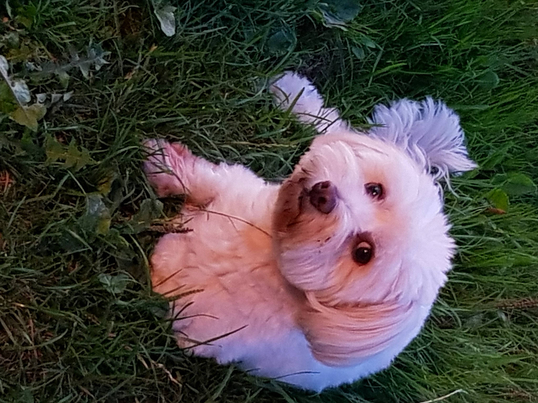 Junior participe au concours pour gagner de l'argent avec cette photo : canidae, carnivore, companion_dog, dog, dog_breed, dog_supply, fawn, fur, grass, happy, maltepoo, plant, puppy, small_terrier, snout, sporting_group, terrier, toy, toy_dog, yorkshire_terrier