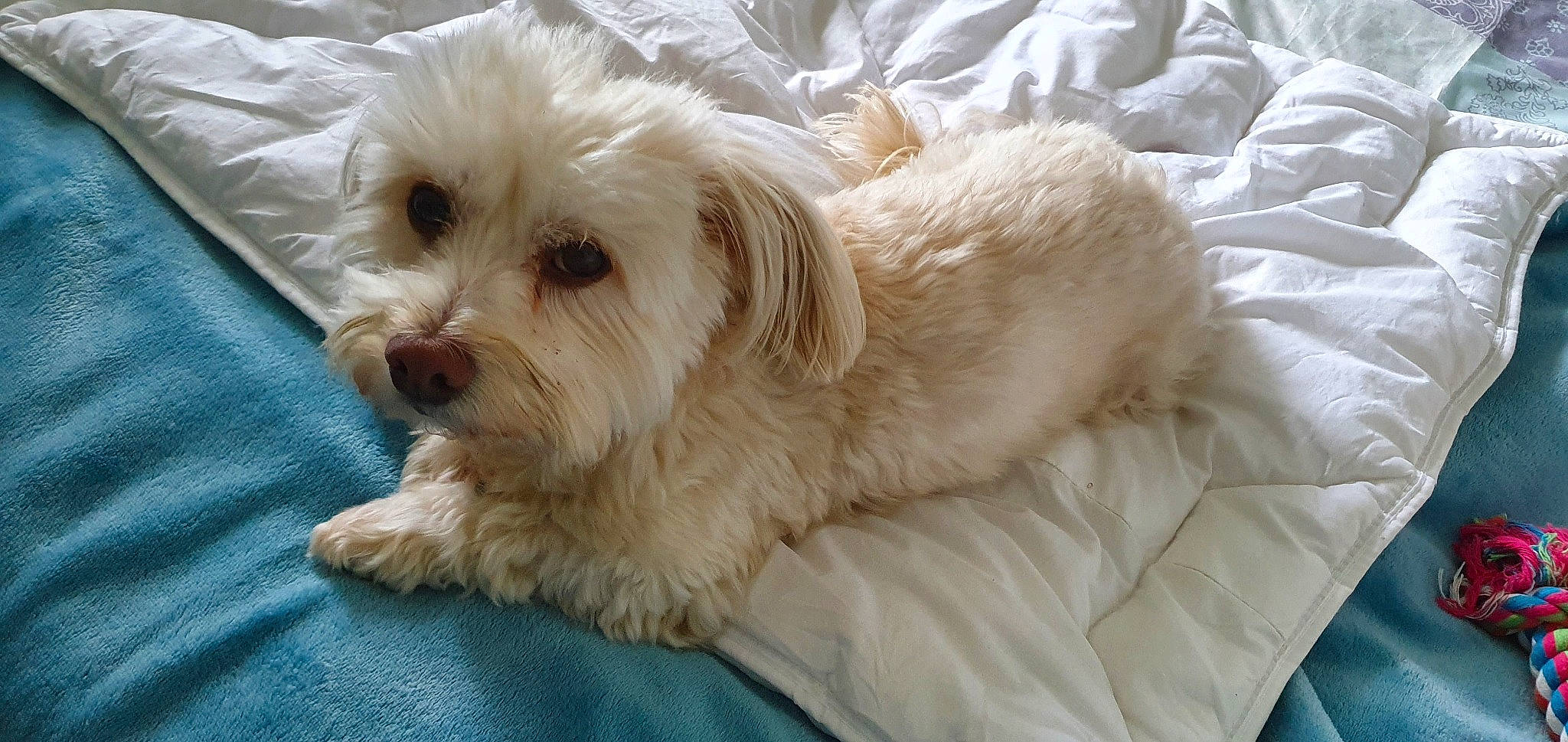 Junior a rejoint le concours — aidez-le/la à gagner de superbes lots ! canidae, carnivore, companion_dog, dog, dog_breed, dog_collar, dog_supply, fur, maltepoo, non_sporting_group, shih_poo, small_terrier, snout, sporting_group, terrier, toy_dog, water_dog, working_animal, yorkipoo