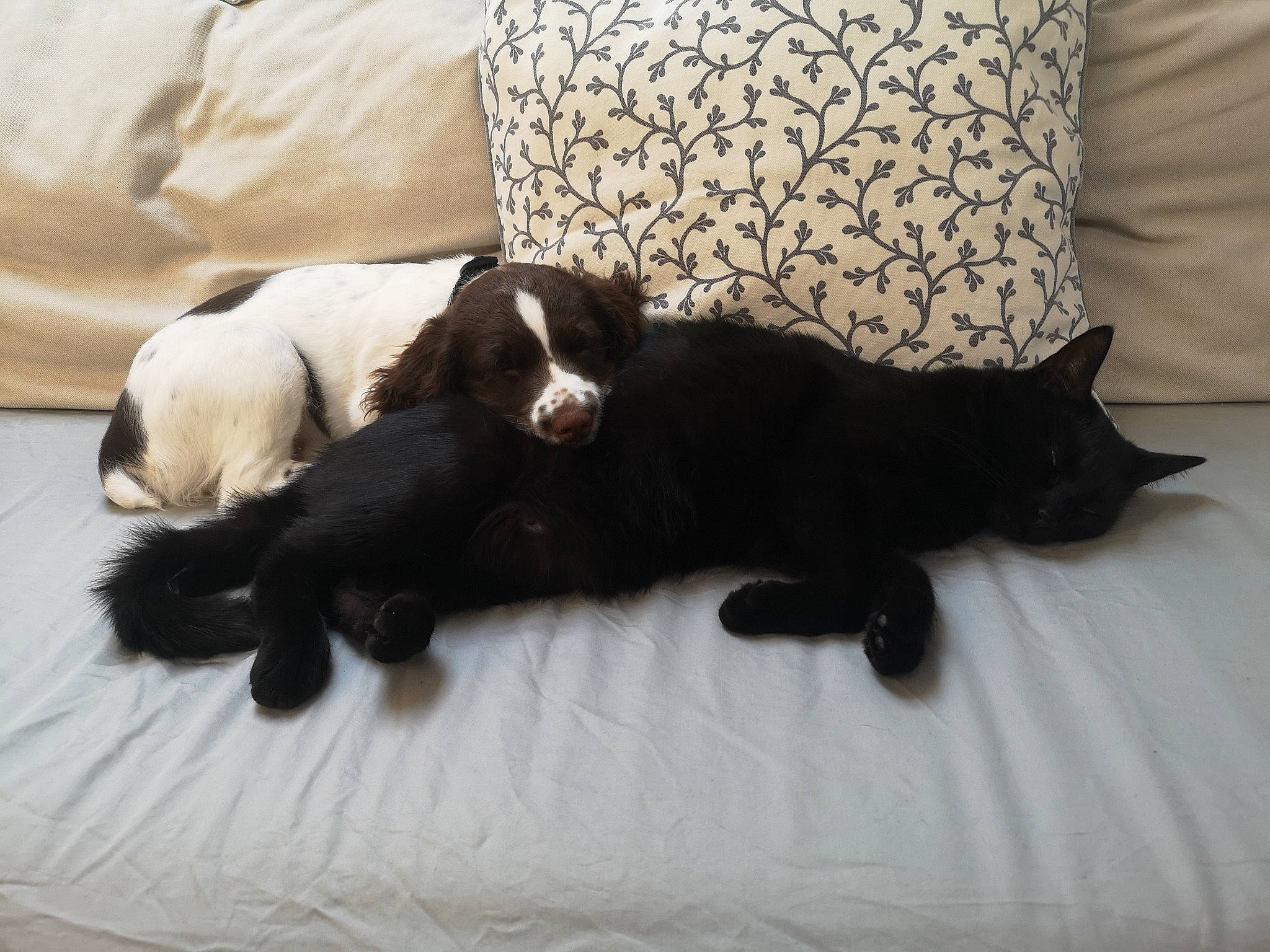 Pixelle a rejoint le concours — aidez-le/la à gagner de superbes lots ! borador, border_collie, canidae, carnivore, companion_dog, dog, dog_breed, english_springer_spaniel, flat_coated_retriever, fur, mammal, puppy, spaniel, sporting_group, tail, vertebrate