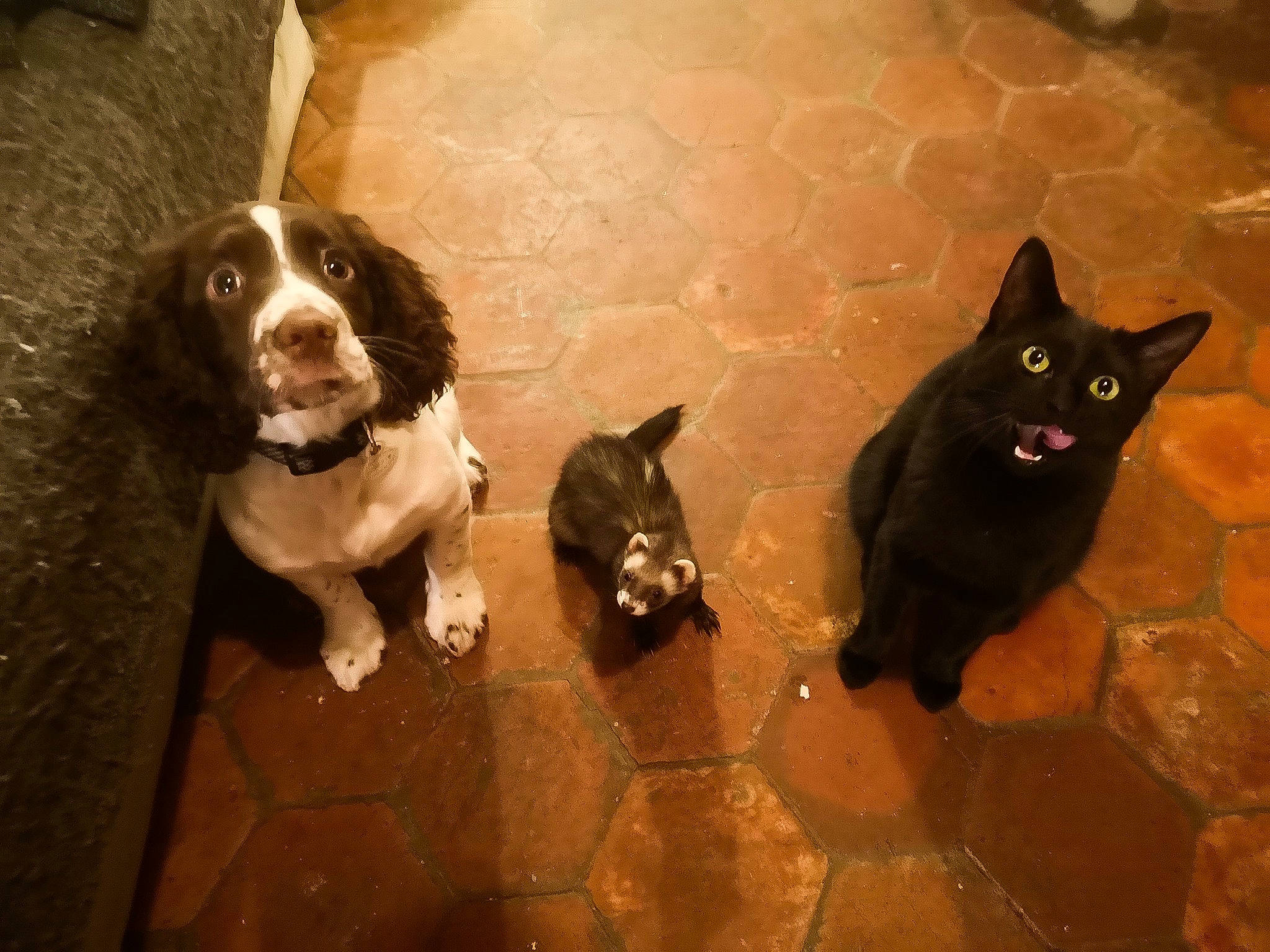 Pixelle participe au concours pour gagner de l'argent avec cette photo : canidae, carnivore, cat, dog, dog_breed, english_cocker_spaniel, english_springer_spaniel, felidae, floor, mammal, small_to_medium_sized_cats, snout, spaniel, sporting_group, vertebrate, whiskers