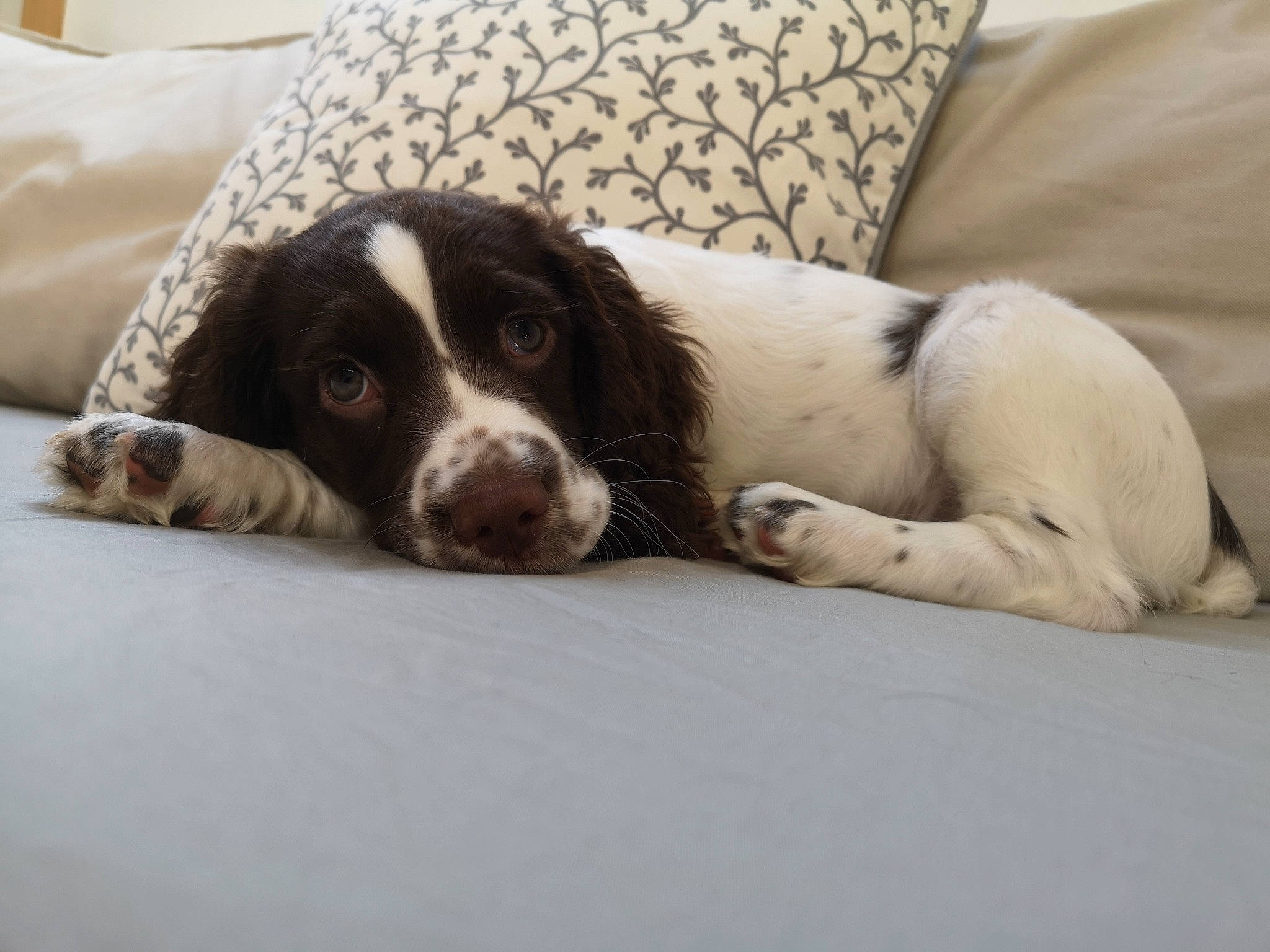 Pixelle a rejoint le concours — aidez-le/la à gagner de superbes lots ! braque_dauvergne, canidae, carnivore, companion_dog, dog, dog_breed, drentse_patrijshond, english_springer_spaniel, french_spaniel, german_longhaired_pointer, large_munsterlander, mammal, rare_breed_dog, russian_spaniel, setter, small_munsterlander, snout, spaniel, sporting_group, vertebrate