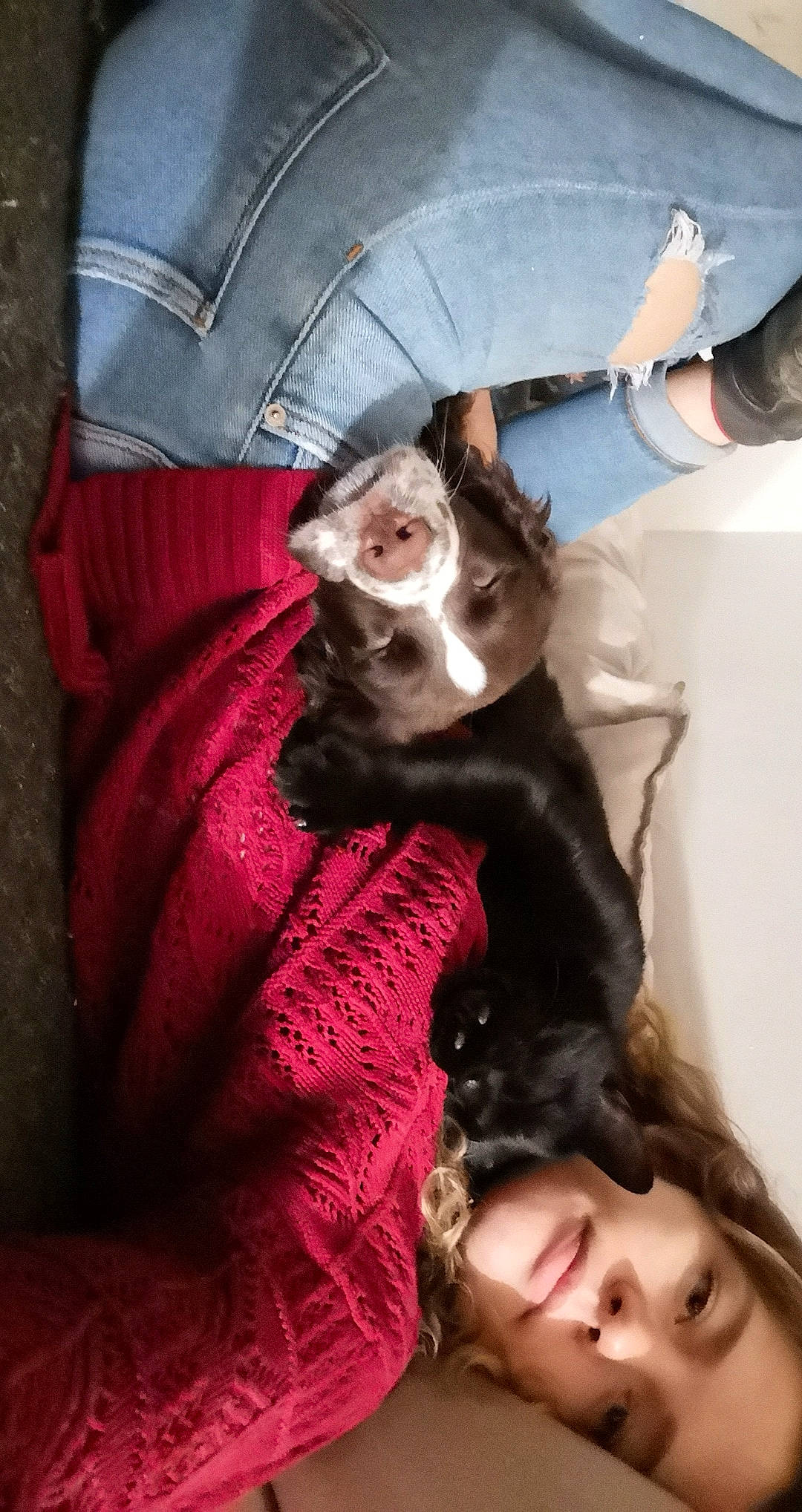 Blacky participe au concours pour gagner de l'argent avec cette photo : carnivore, cat, ear, felidae, ferret, fur, kitten, leg, photography, small_to_medium_sized_cats, snout, whiskers