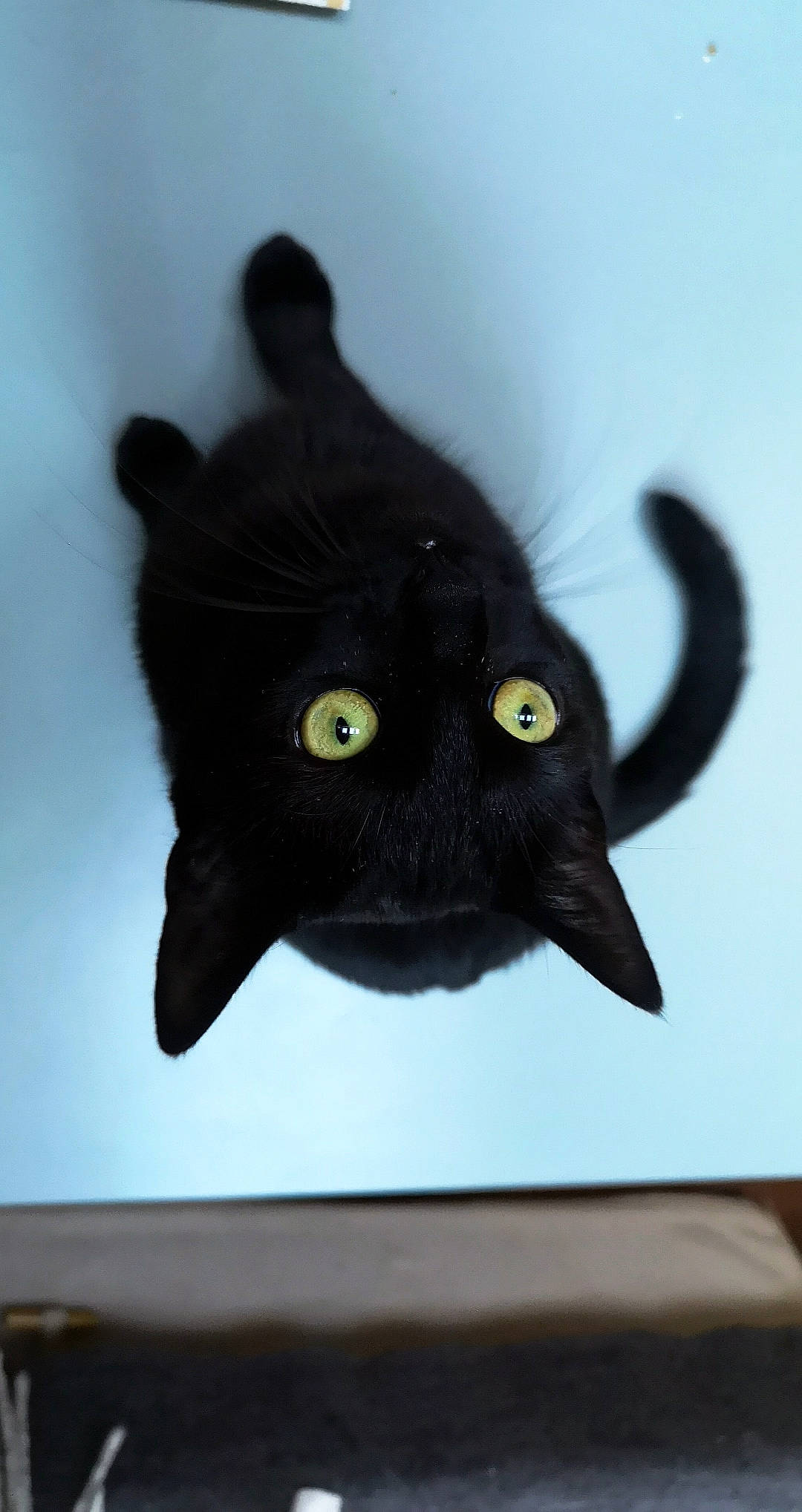 Blacky a rejoint le concours — aidez-le/la à gagner de superbes lots ! black, black_cat, bombay, carnivore, cat, ear, eye, felidae, small_to_medium_sized_cats, snout, tooth, whiskers