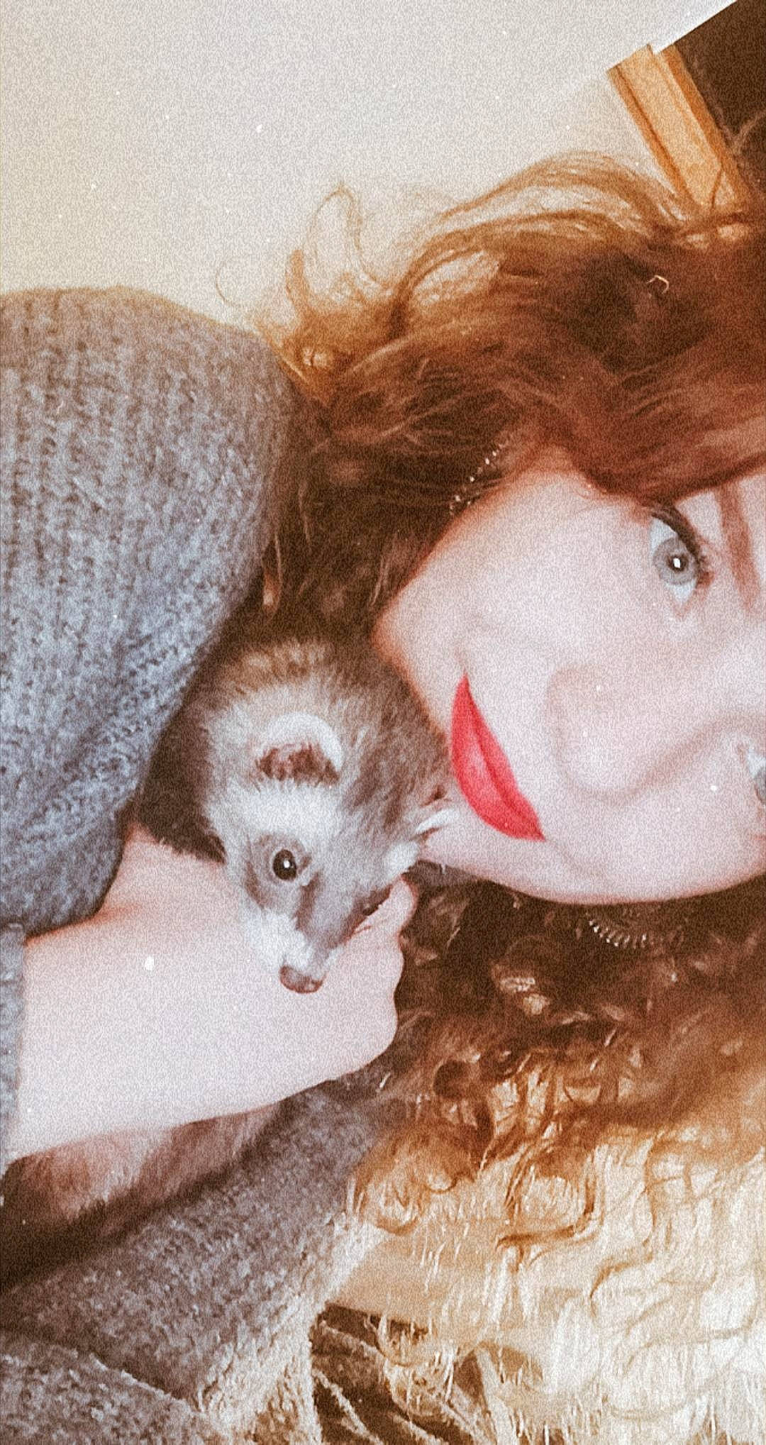 Billy a rejoint le concours — aidez-le/la à gagner de superbes lots ! carnivore, cat, ear, eye, felidae, fur, kitten, nose, skin, small_to_medium_sized_cats, whiskers