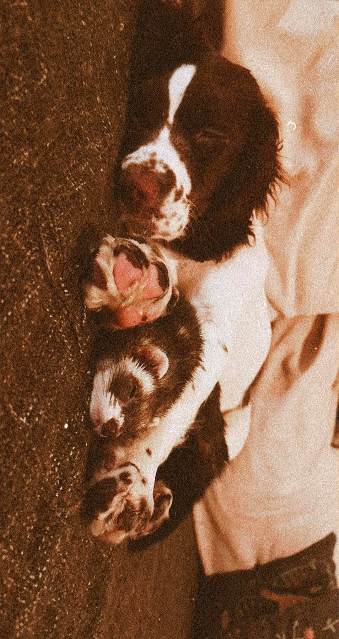 Billy participe au concours pour gagner de l'argent avec cette photo : brittany, canidae, carnivore, dog, dog_breed, drentse_patrijshond, english_springer_spaniel, french_spaniel, hunting_dog, king_charles_spaniel, pachon_navarro, puppy, russian_spaniel, small_munsterlander, spaniel, sporting_group, welsh_springer_spaniel