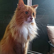 Boomer joined the competition — help win amazing prizes! cat, fluffy, orange_cat, white_fur, pet, indoor, table, smartphone, curious, portrait, animal, whiskers, domestic_cat, feline, side_view, sitting, long_hair, closeup, paw, relaxed