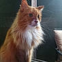 cat, fluffy, orange_cat, white_fur, pet, indoor, table, smartphone, curious, portrait, animal, whiskers, domestic_cat, feline, side_view, sitting, long_hair, closeup, paw, relaxed