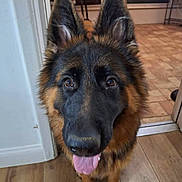 Blu joined the competition — help win amazing prizes! dog, german_shepherd, pet, indoor, tongue_out, curious, ears_up, brown_fur, black_fur, wooden_floor, doorway, tile_floor, close_up, canine, animal, looking_at_camera, domestic_animal, companion, friendly, alert