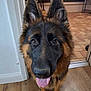 alert, animal, black_fur, brown_fur, canine, close_up, companion, curious, dog, domestic_animal, doorway, ears_up, friendly, german_shepherd, indoor, looking_at_camera, pet, tile_floor, tongue_out, wooden_floor