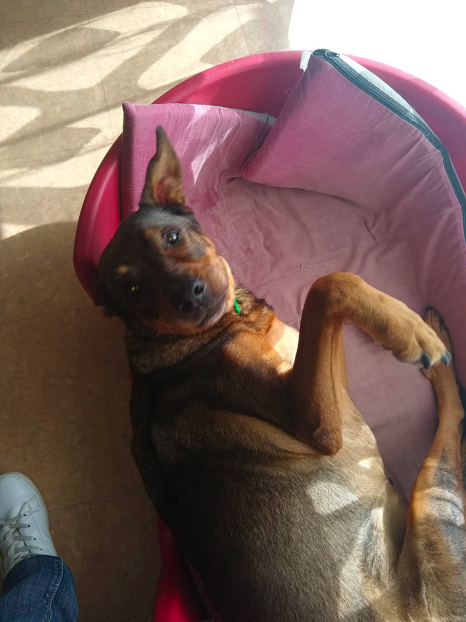 Shana a rejoint le concours — aidez-le/la à gagner de superbes lots ! carnivore, comfort, companion_dog, cone, dog, dog_breed, dog_supply, fashion_accessory, fawn, felidae, party_hat, pet_supply, purple, small_to_medium_sized_cats, snout, sporting_group, tail, toy_dog, whiskers, working_animal