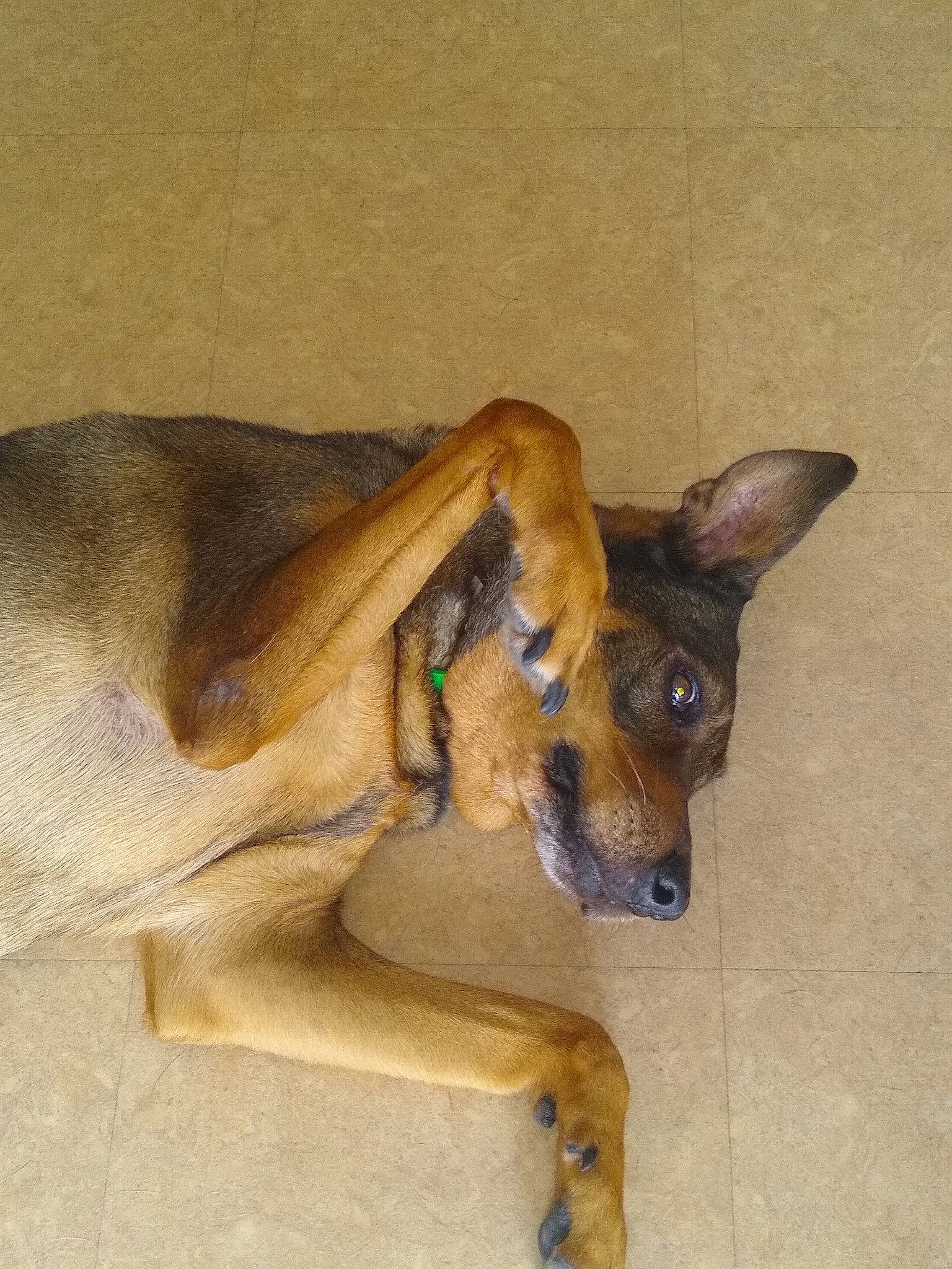 Shana participe au concours pour gagner de l'argent avec cette photo : canidae, carnivore, companion_dog, dog, dog_breed, ear, fawn, paw, snout, sporting_group, tail, terrestrial_animal, toy_dog, working_animal, working_dog