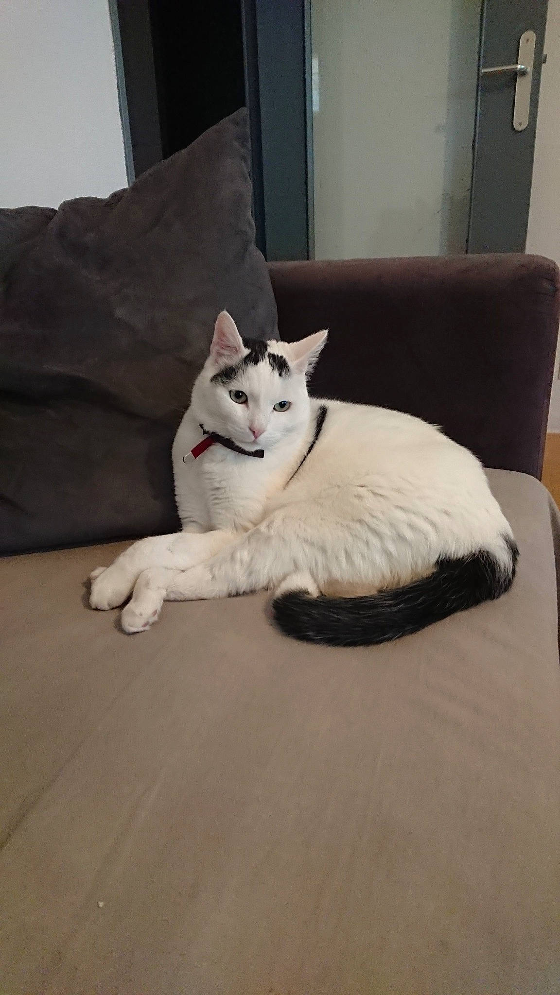 White a rejoint le concours — aidez-le/la à gagner de superbes lots ! carnivore, cat, comfort, couch, eye, fawn, felidae, floor, flooring, grey, hardwood, head, human_body, leg, paw, small_to_medium_sized_cats, snout, tail, whiskers, wood