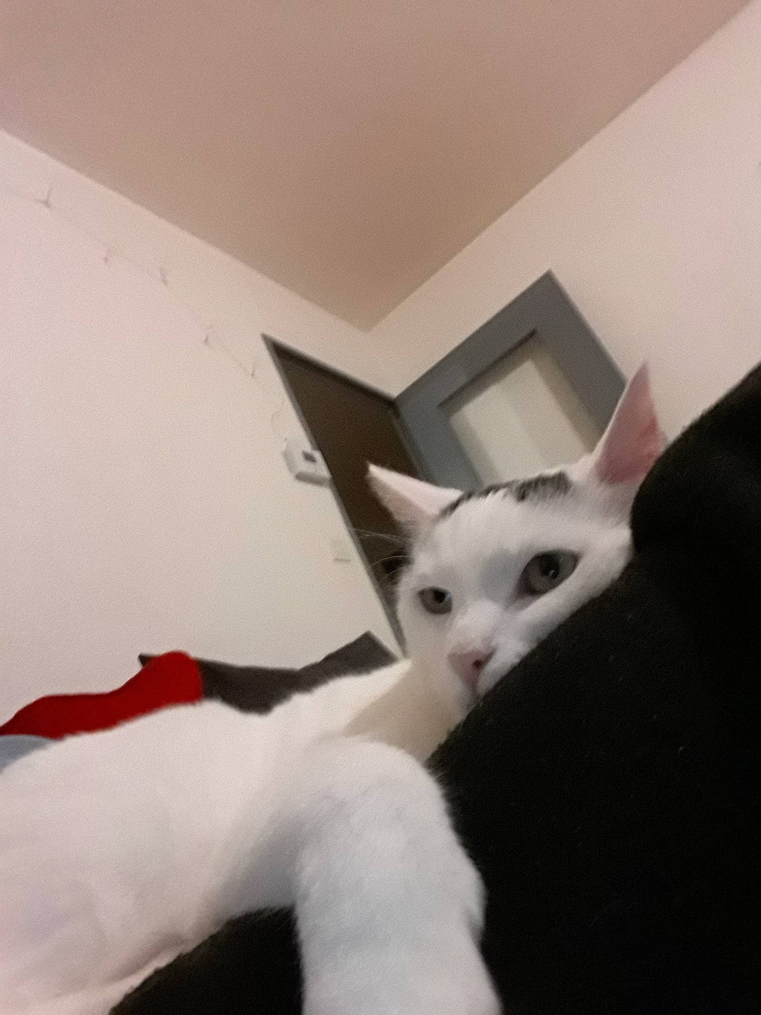 White a rejoint le concours — aidez-le/la à gagner de superbes lots ! carnivore, cat, domestic_short_haired_cat, ear, felidae, fur, small_to_medium_sized_cats, tail, whiskers, wing