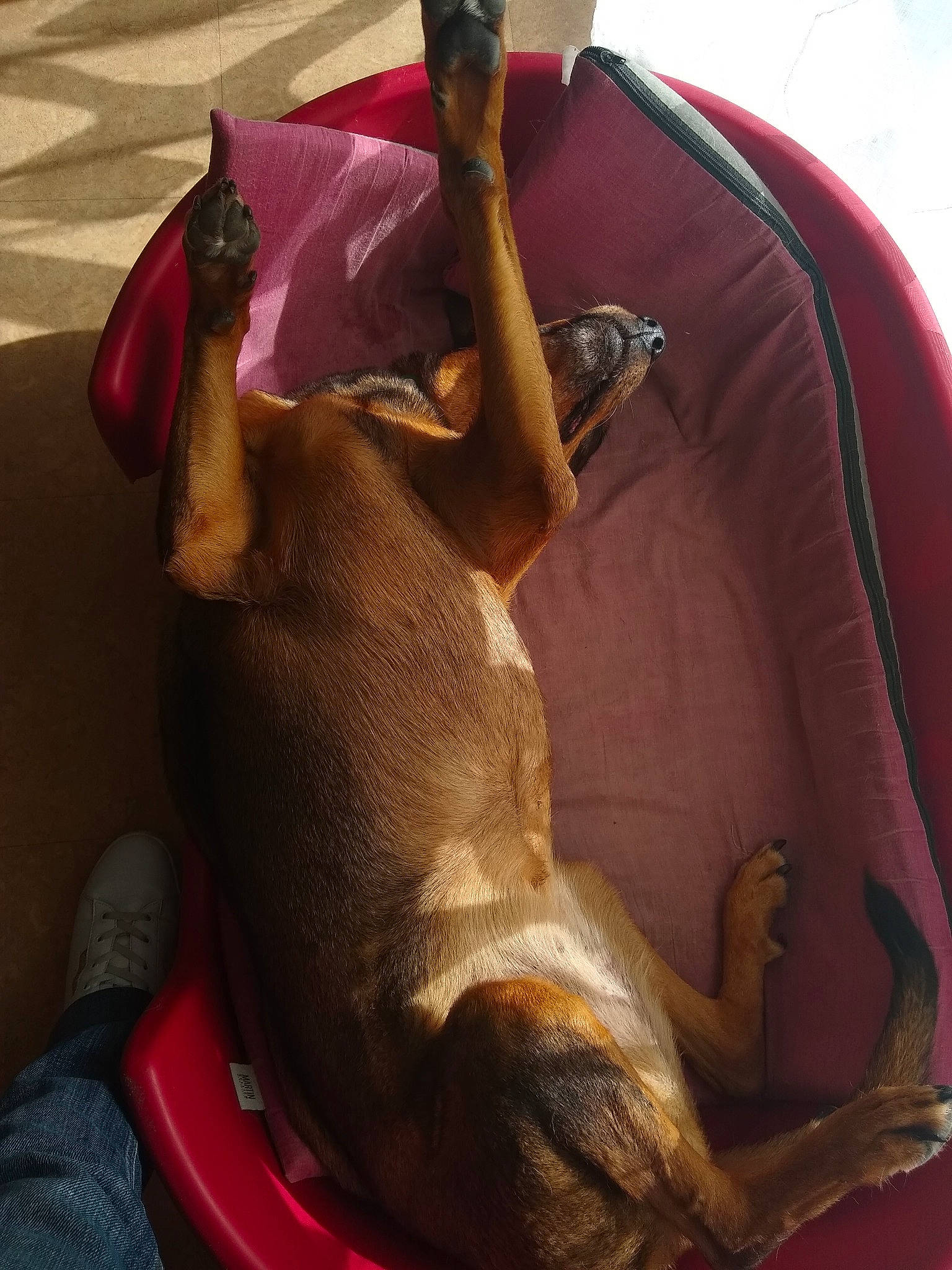 Shana participe au concours pour gagner de l'argent avec cette photo : canidae, carnivore, comfort, companion_dog, dog, dog_breed, fawn, felidae, guard_dog, linens, liver, magenta, room, small_to_medium_sized_cats, snout, sporting_group, tail, toy_dog, whiskers, working_animal