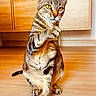 cat, tabby_cat, indoor, wooden_floor, cabinet, furniture, pet, animal, paw_raised, curious, yellow_eyes, striped_fur, sitting, looking, whiskers, ears, tail, domestic_cat, feline, home