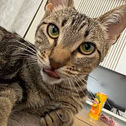Belya participe au concours pour gagner de l'argent avec cette photo : tabby_cat, cat, indoor, pet, animal, feline, curious, tongue_out, close_up, green_eyes, soft_surface, household, living_room, domestic_cat, cute, whiskers, fur, ears, paw, relaxed