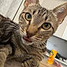 tabby_cat, cat, indoor, pet, animal, feline, curious, tongue_out, close_up, green_eyes, soft_surface, household, living_room, domestic_cat, cute, whiskers, fur, ears, paw, relaxed