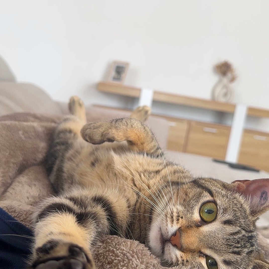 Belya