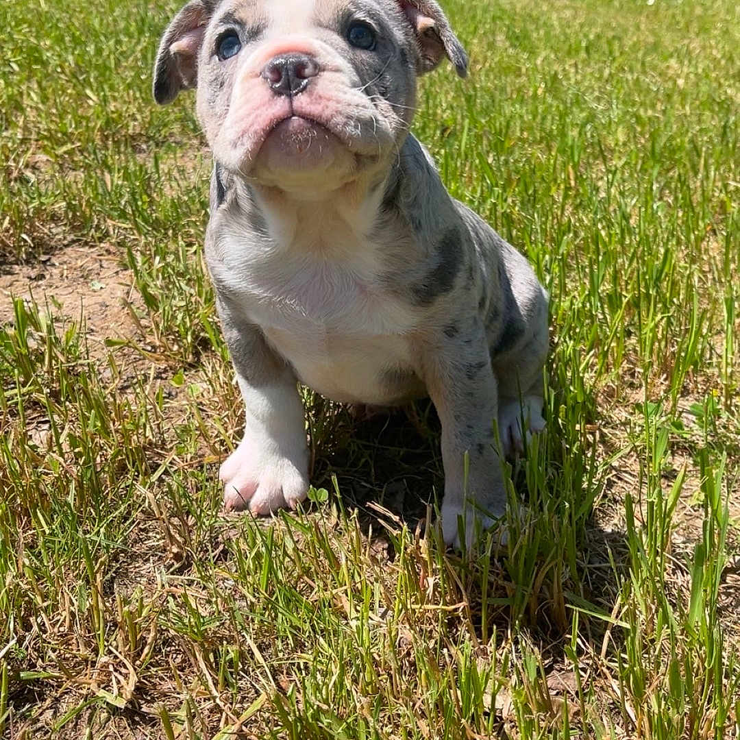 Diesel