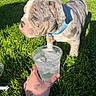 puppy, dog, grass, blue_collar, plastic_cup, ice, hand, tattoo, sunlight, outdoor, pet, leash, curious, closeup, summer, animal, greenery, water, playing, nature