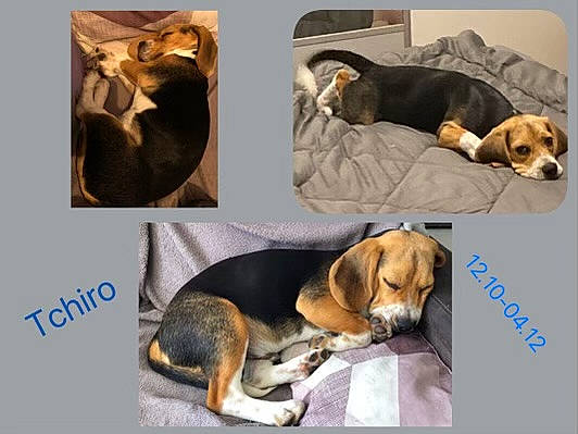 Tchiro a rejoint le concours — aidez-le/la à gagner de superbes lots ! bored, carnivore, circle, comfort, companion_dog, dog, dog_breed, dog_supply, fur, pet_supply, rectangle, sharing, snout, sporting_group, working_animal, working_dog